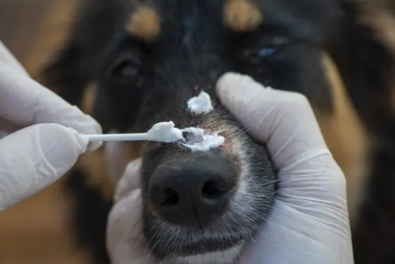 Close up image of dog's nose ringworm treatment. Applying cream on ringworm lesions.