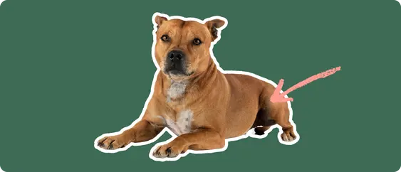 A Staffordshire Bull Terrier cut out with a white outline, with a pink arrow pointing to it's hip, on a solid green background