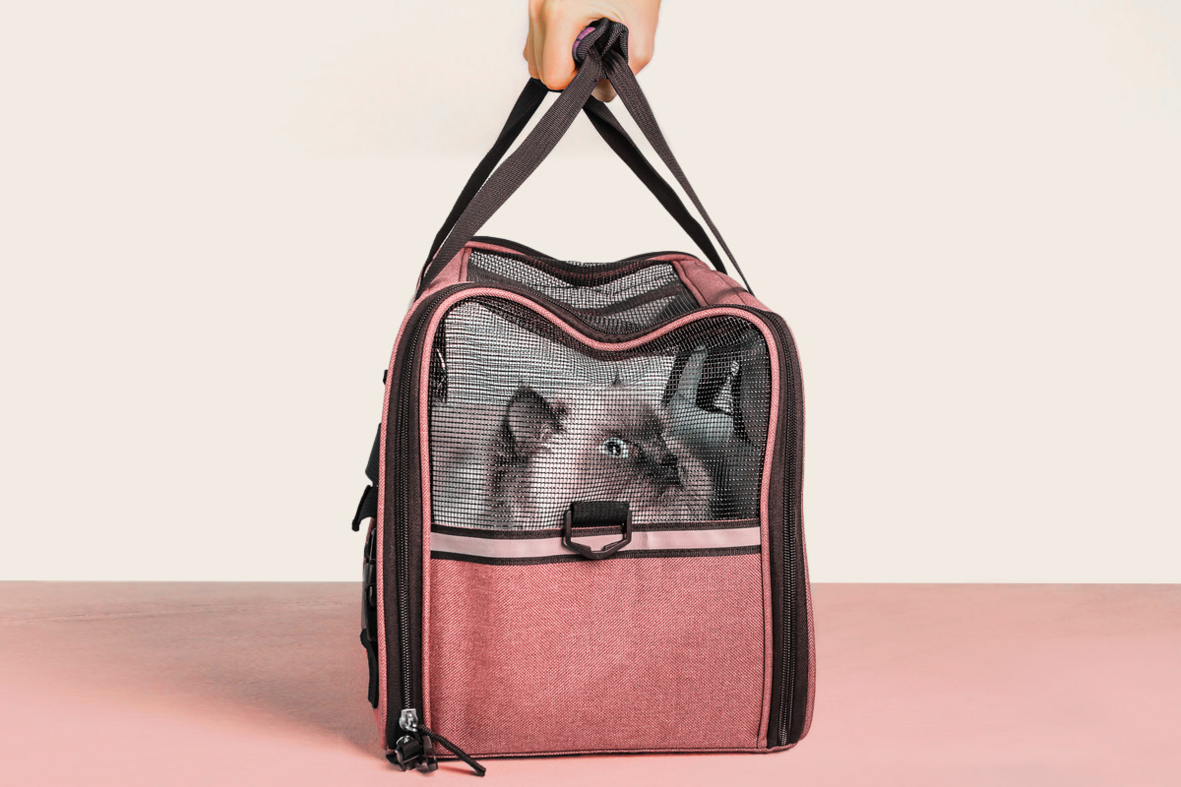 Cat in travel bag