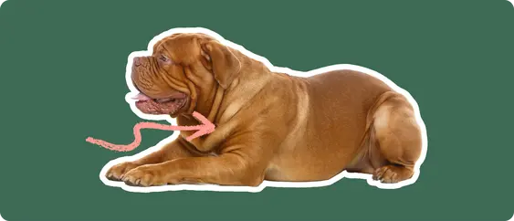 A Dogue de Bordeaux cut out with a white outline, laying down, with a pink arrow pointing to it's chest, on a solid green background.