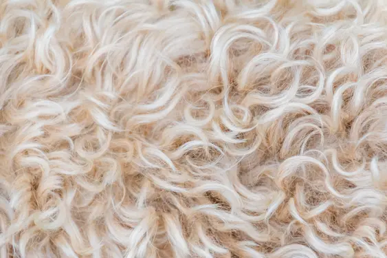 close up of cream colored dog fur