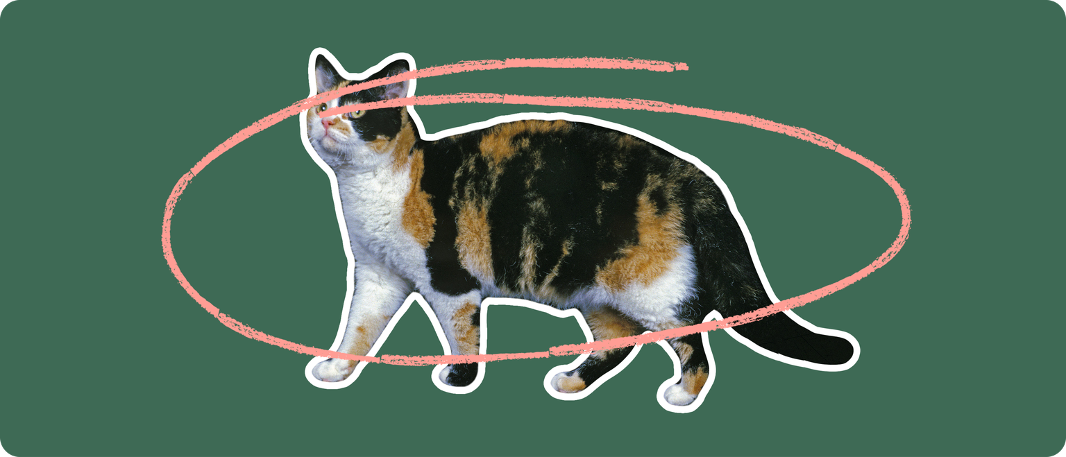 An orange, black, and white colored cat cut out with a white outline, with a pink circle around it's body, on a solid green background