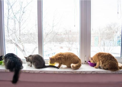Cats at window
