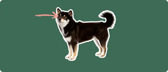 Shiba Inu