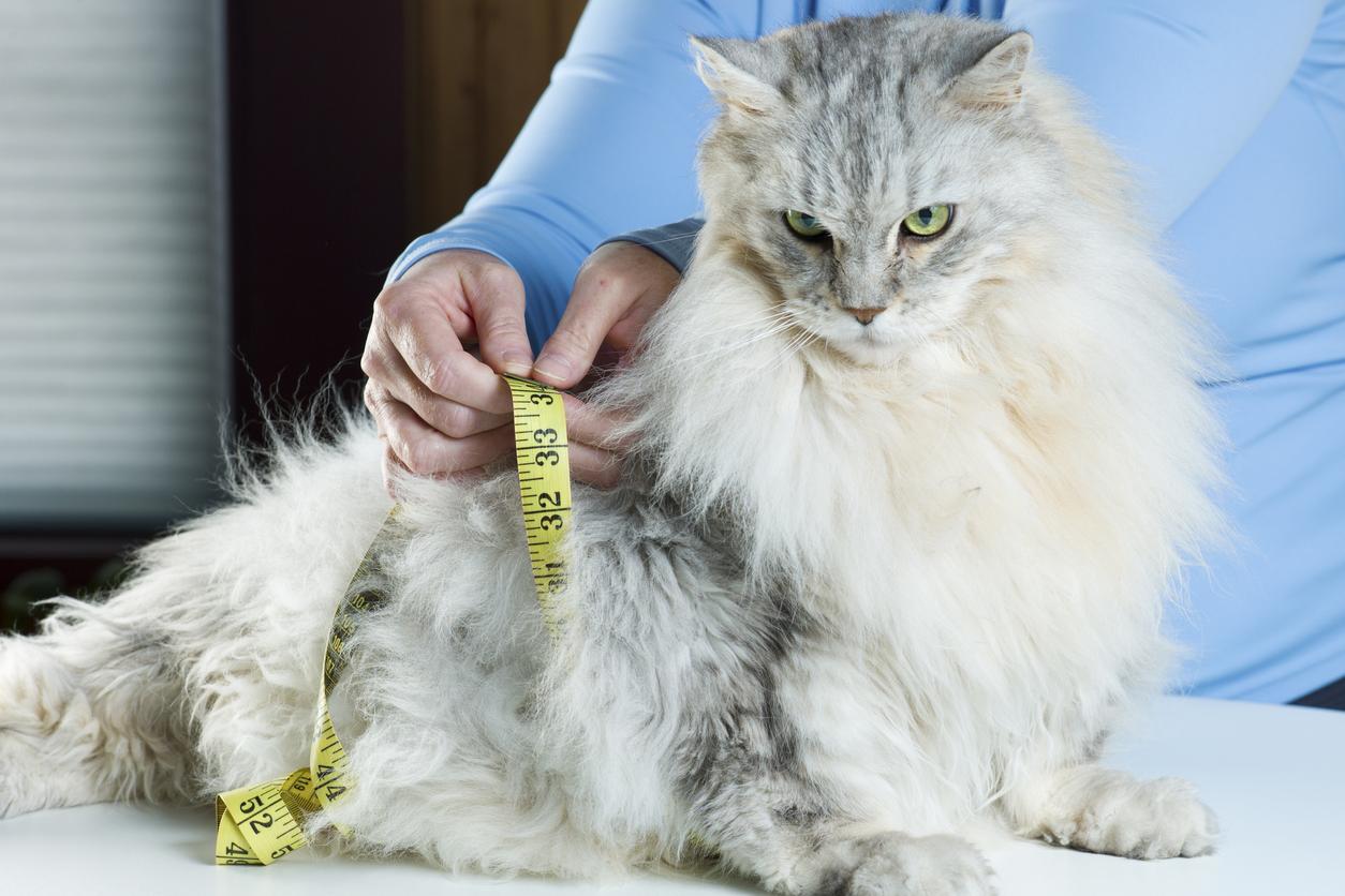 An angry looking grey and white cat is getting measured using a measuring tape.