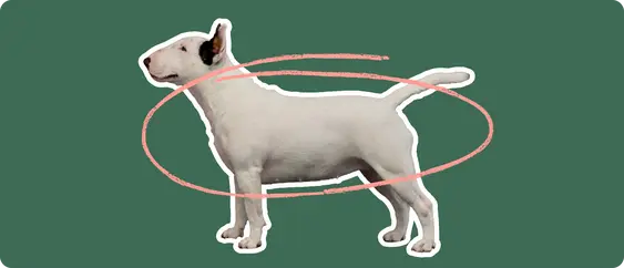 Image of a Bull Terrier with a pink arrow drawn over its body