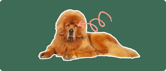 A Tibetan Mastiff cut out with a white outline, with a pink arrow pointing to it's eye, on a solid green background