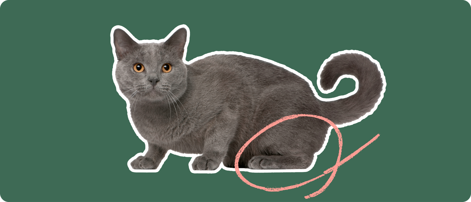 A grey cat with orange eyes cut out with a white outline, with a pink circle around it's back leg, on a solid green background