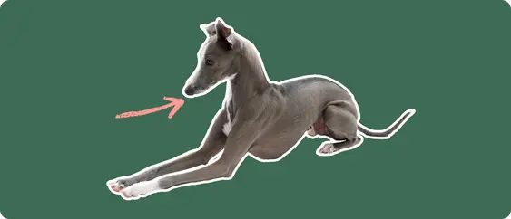 Image of a grey Italian Greyhound with a pink arrow drawn to its mouth