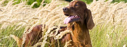 Dog in a wheat field