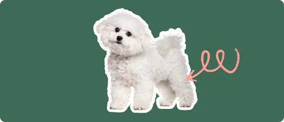 A white fluffy dog with a curly coat, standing on all fours, looking attentively to the side. A red, looping arrow points to the dog's right hip area, on a dark green background, suggesting a focus on hip health or potential hip dysplasia.
