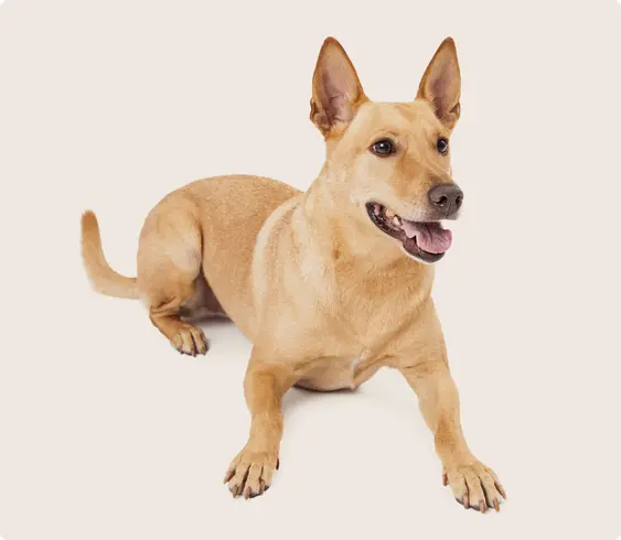 A brown Carolina Dog lying down and looking into the camera on a beige background