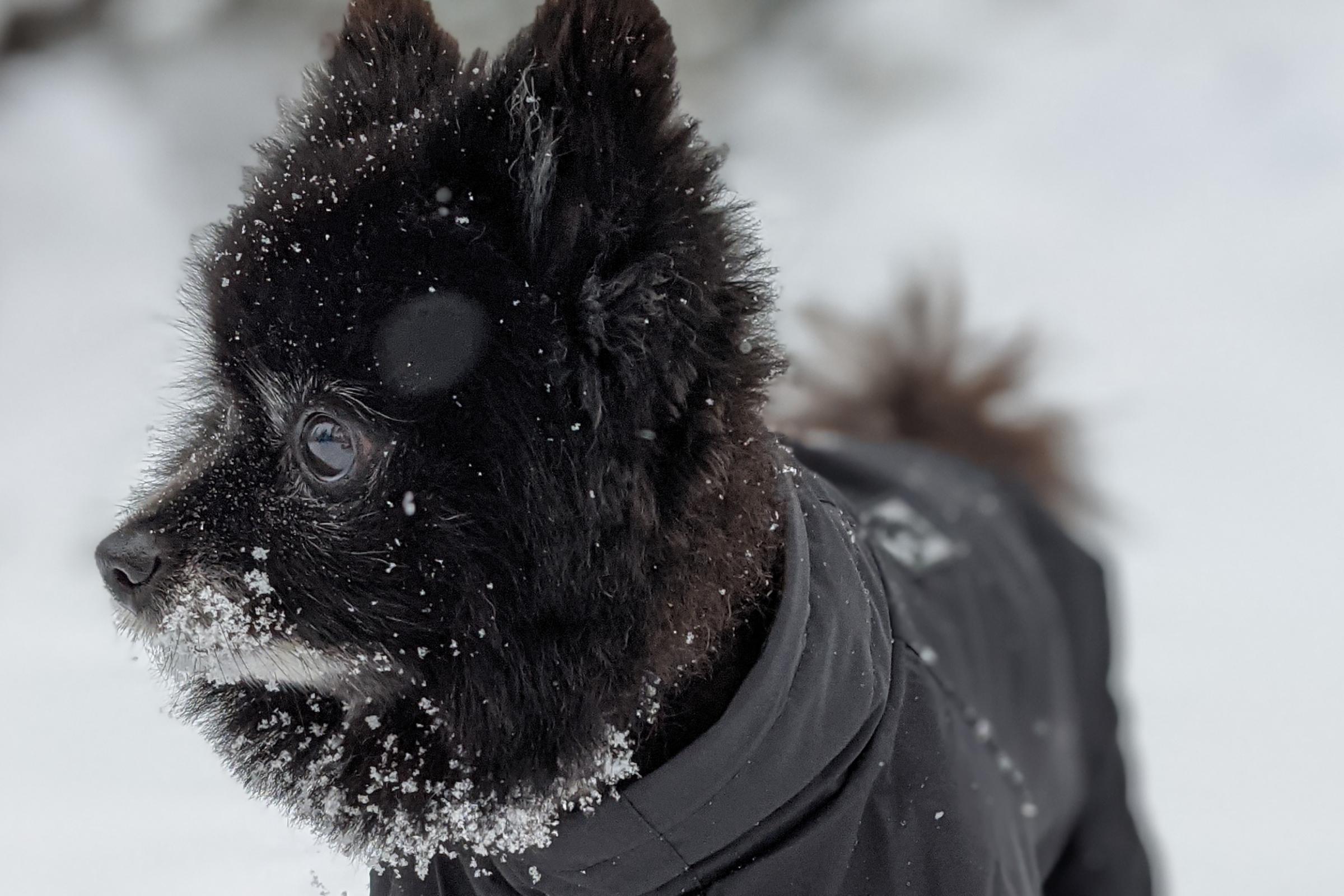 lou lou black pomeranian in an insulated jacket while walking in the snow