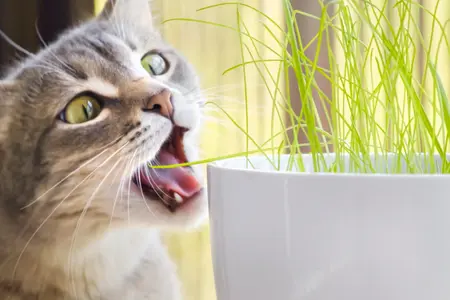grey tabby with green eyes eats grass growing indoors in a white pot