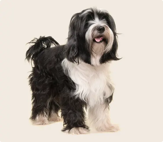 Tibetan Terrier looking happily into the camera on a beige background
