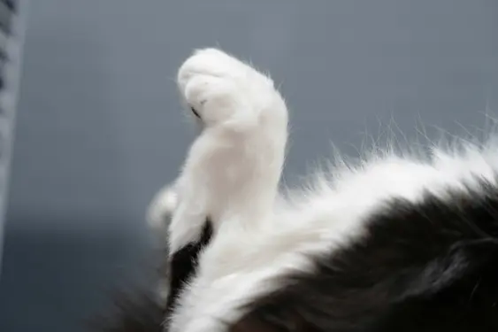 black and white cat's paw