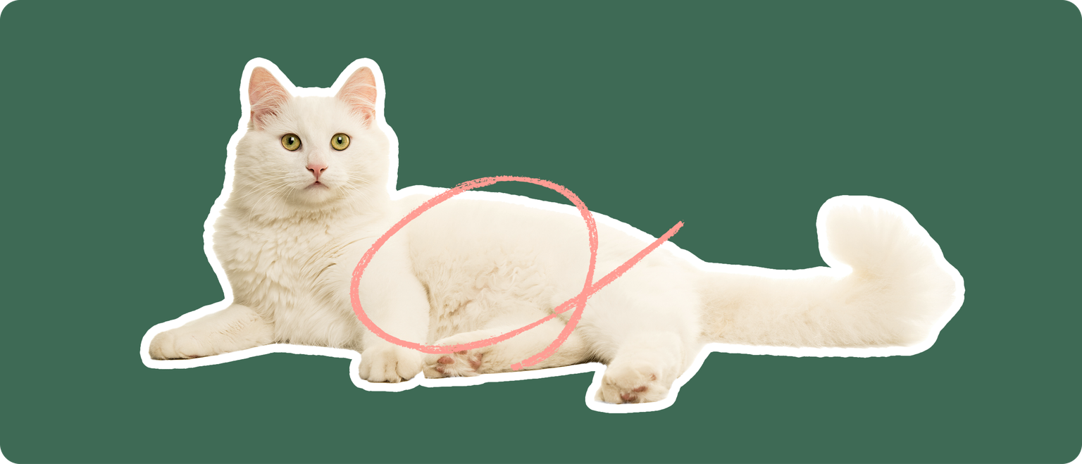 A Himalayan cat cut out with a white outline on a green background with a pink circle around its stomach