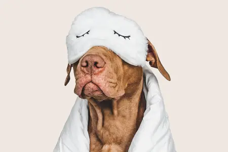 How many hours a day do dogs sleep
