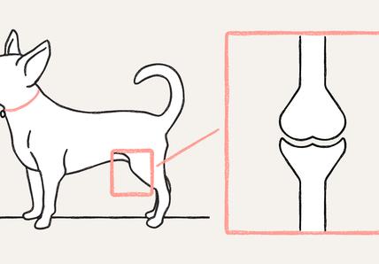 Luxating patella in dogs - Hero Image