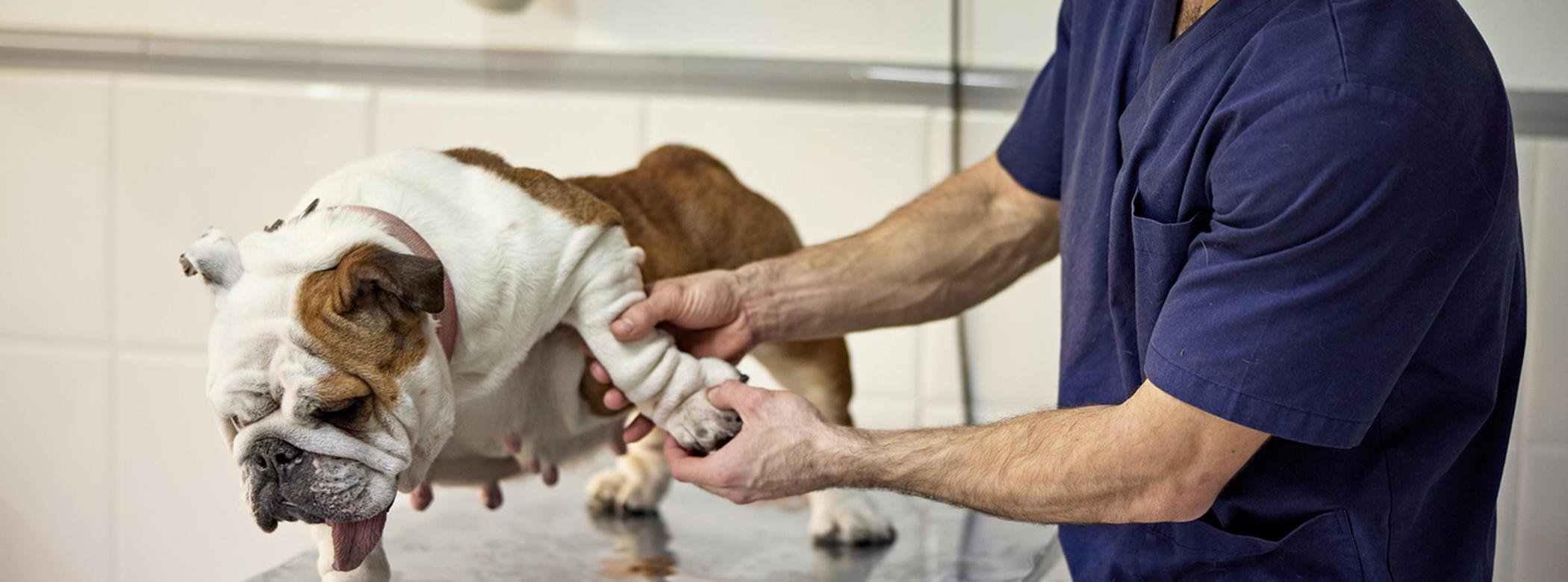 a bulldog being examined for elbow dysplasia