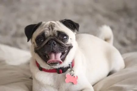 pug on cushion