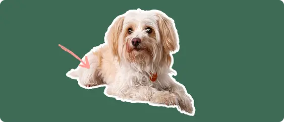 Yorkipoo