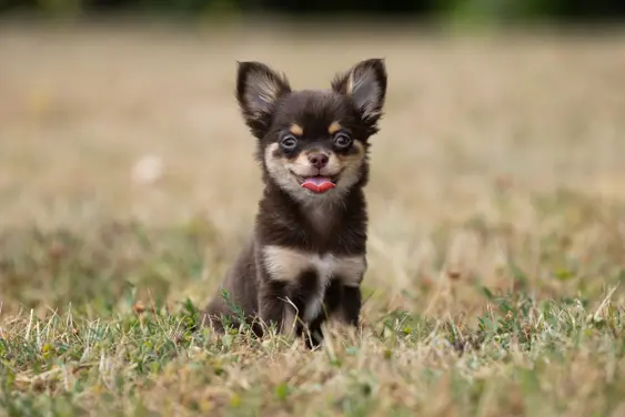 Black and Tan Chihuahua in the grass