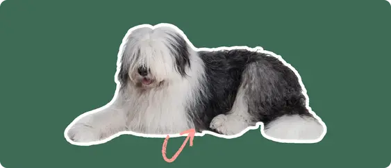 An old english sheepdog cut out with a white outline, with a pink arrow pointing to it's stomach, on a solid green background