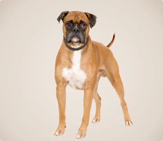Boxer