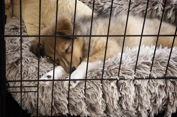 A brown puppy sleeps soundly in a crate