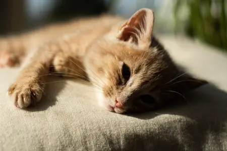 Cat laying on a cushion