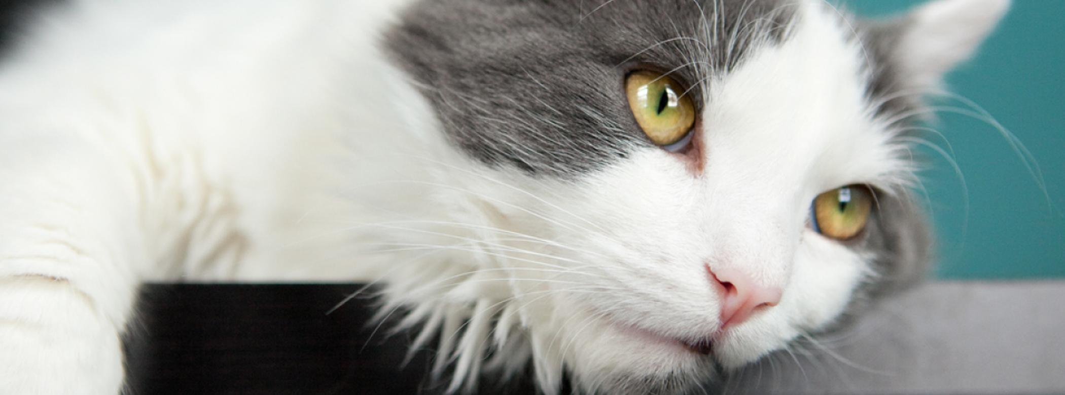 depressed white and grey cat with yellow eyes lays with paw dangling over the edge of a black tabletop