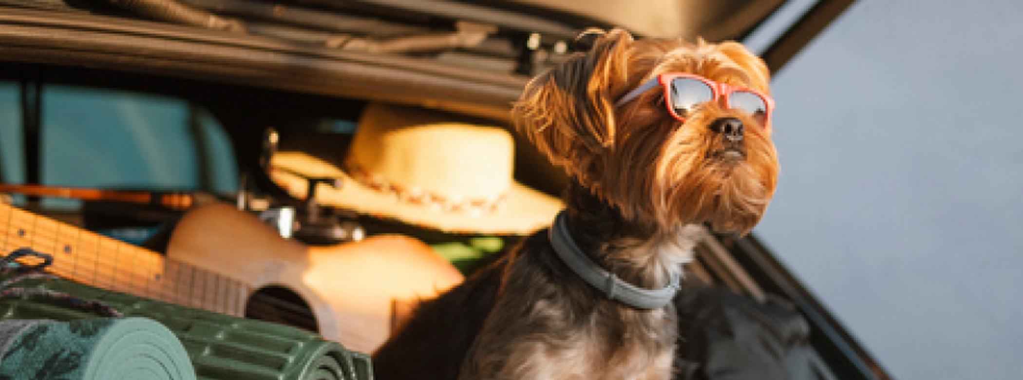 Dog wearing sunglasses sitting in car boot