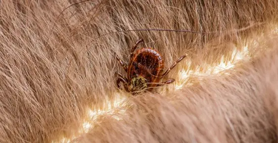 Tick on a dog