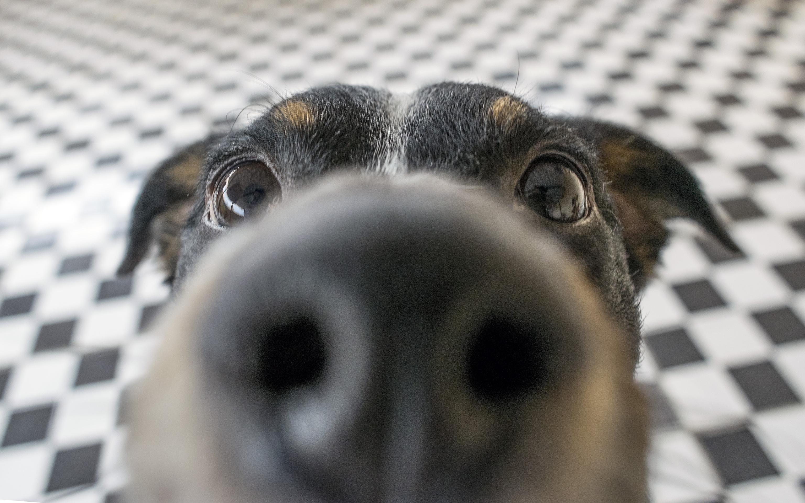 Dog sniffing into the camera with a close up