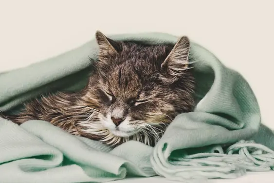 Cat wrapped in green blanket