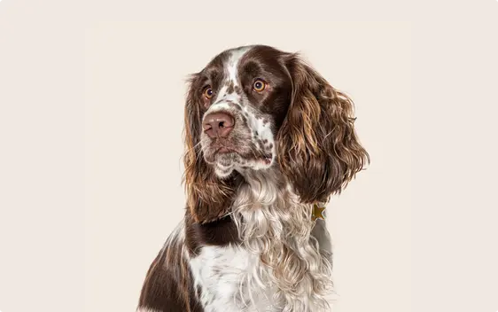 English Springer Spaniel