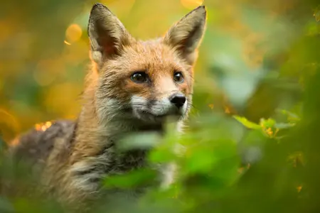 A close-up of a fox's face while they stand in some leafy undergrowth