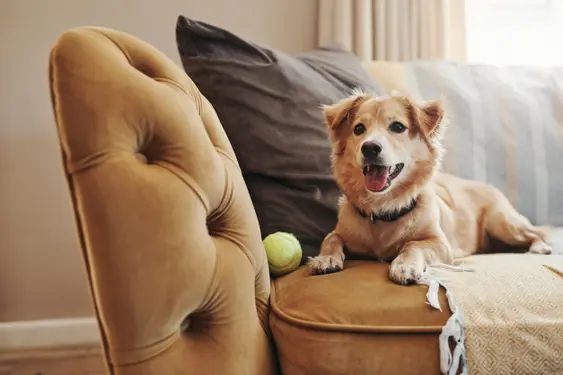 Full length shot of an yellow medium sized dog with its mouth open lying on the couch next to a tennis bal
