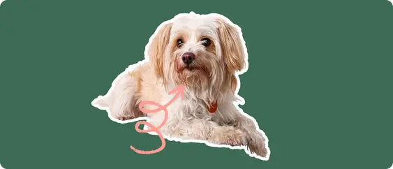 Yorkipoo