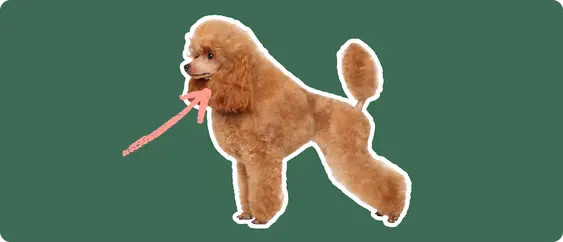 Image of a brown Toy Poodle with an arrow drawn to its neck