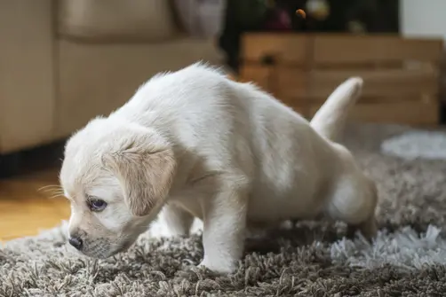 Puppy peeing indoors on a brown carpet