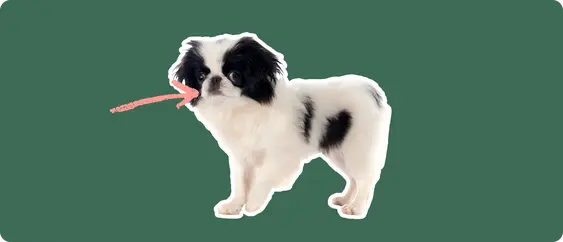 A Japanese Chin puppy cut out with a white outline, with a pink arrow pointing to it's mouth, on a solid green background