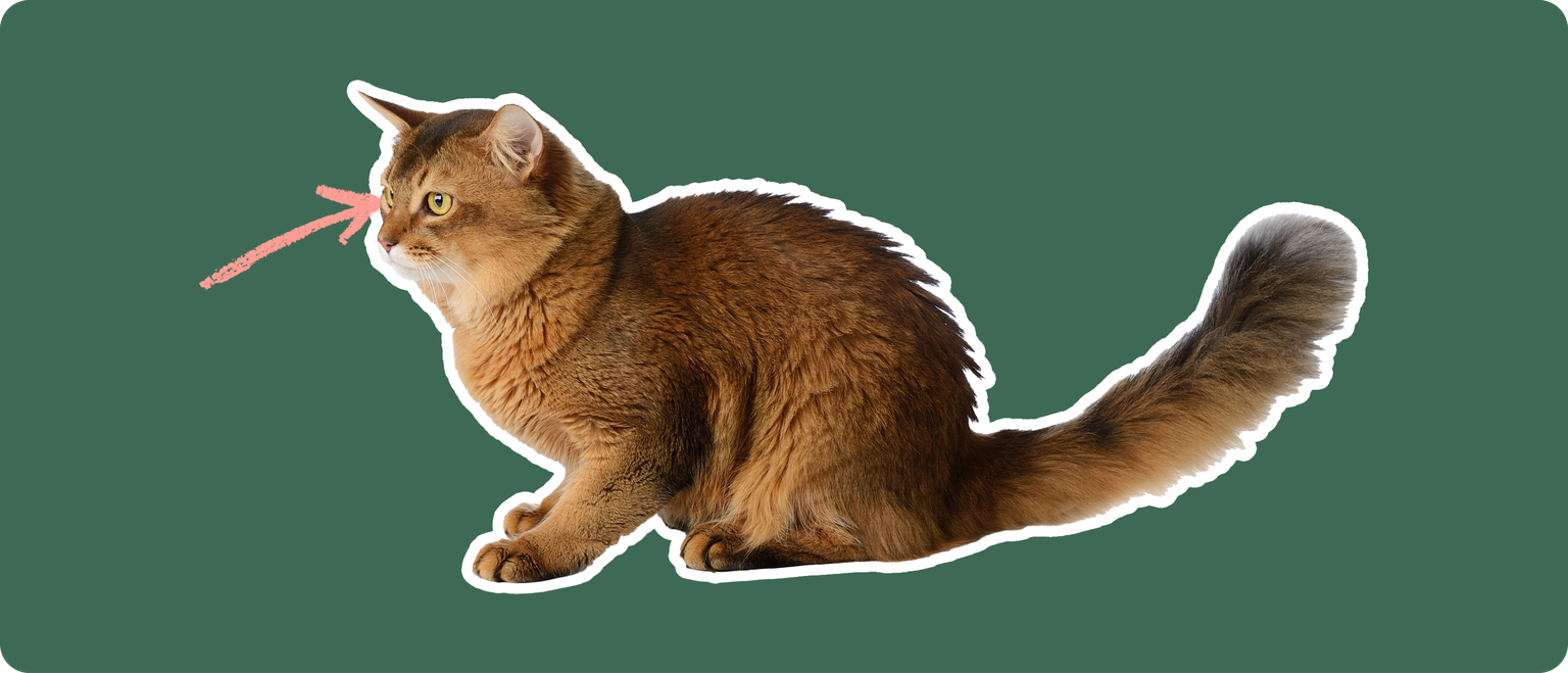 A sideview of a Somali cat cut out with a white outline, with a pink arrow pointing to it's eye, on a solid green background