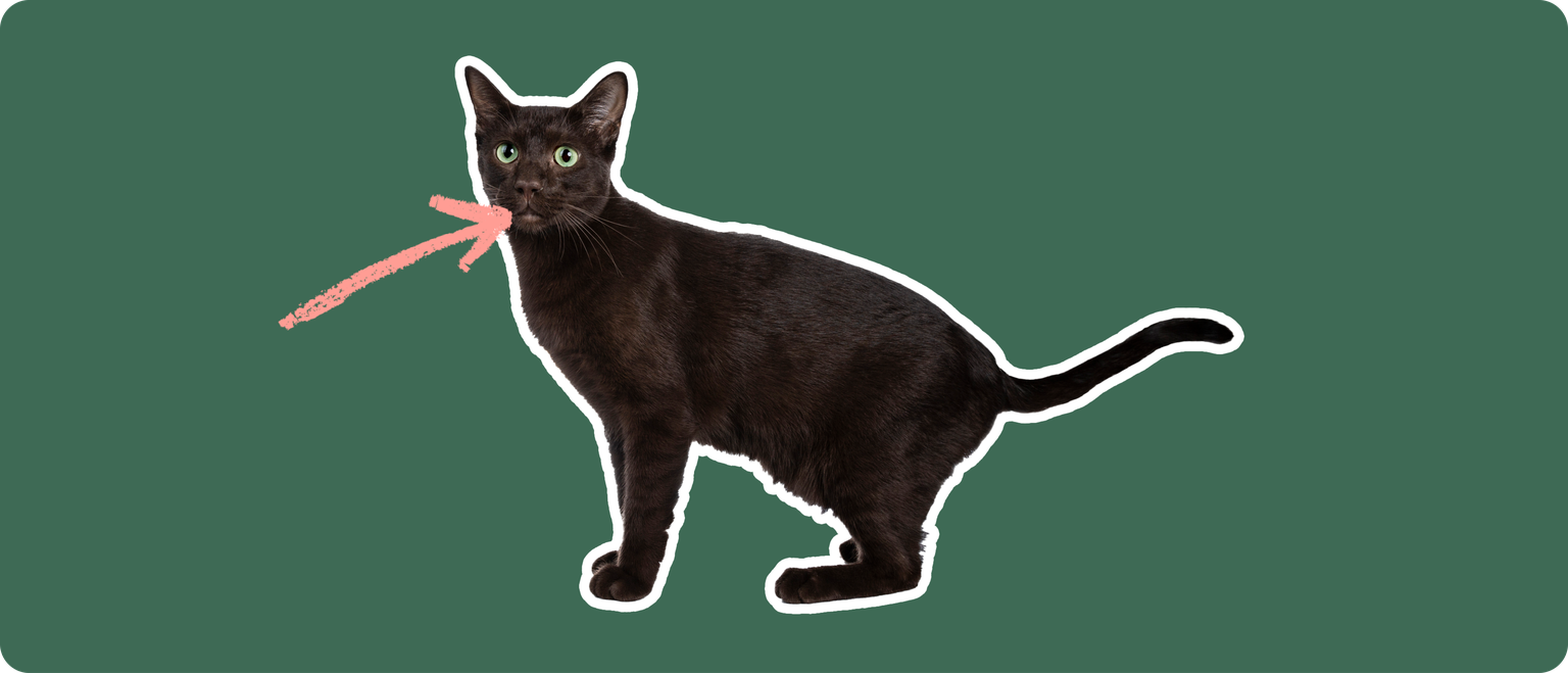 A black cut cut out with a white outline, with a pink arrow pointing to it's mouth, on a solid green background