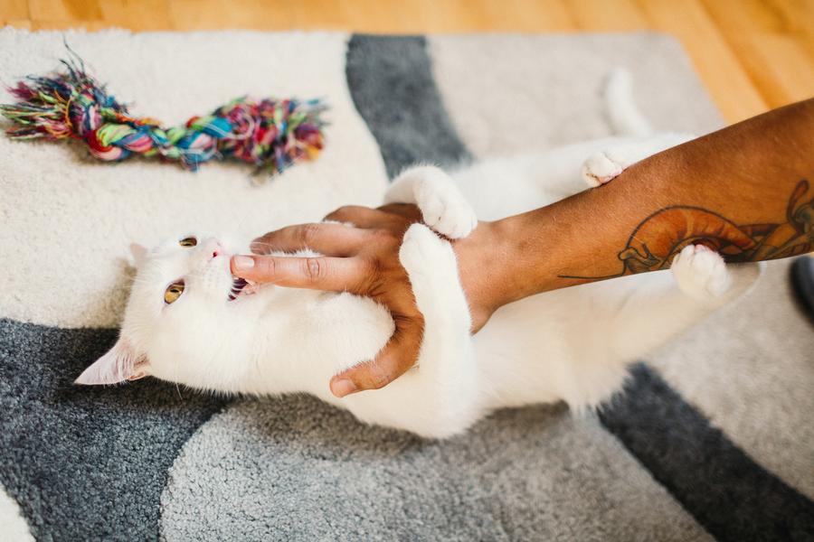 white cat on blue and white polka dot rug lays on belly and clutches human arm with tattoo in claws