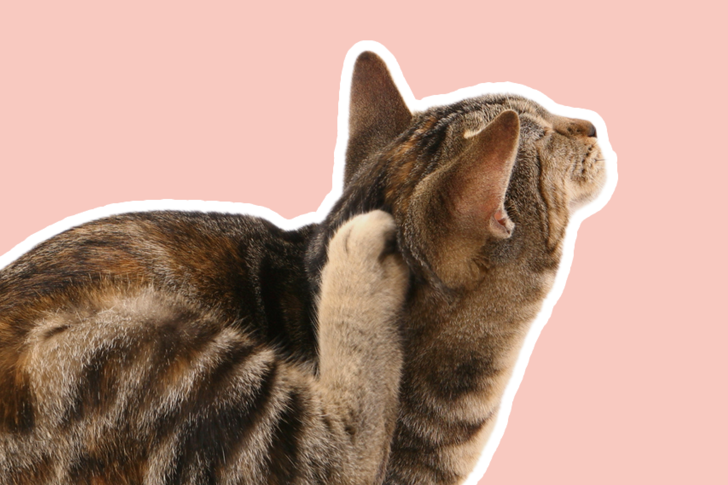 A cut out of a cat scratching it's ear, with a white outline, on a light pink background
