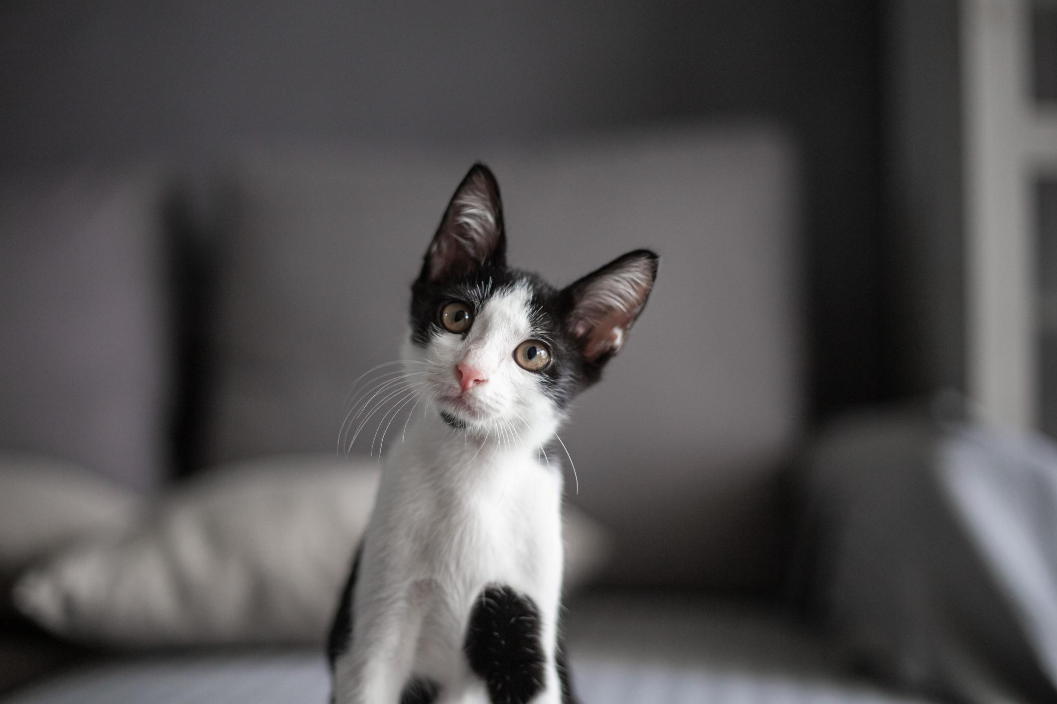 Black-and-white kitten looking into the camera and tilting their head to the left
