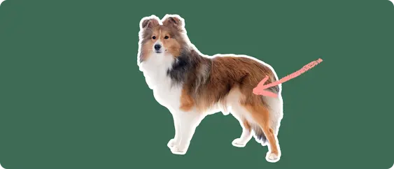 Image of a Shetland Sheepdog with a pink arrow drawn to its hip