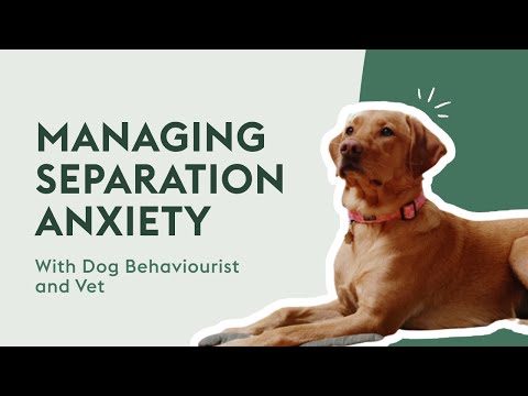 How To Help Your Dog With Separation Anxiety | Dog Behaviour Tips